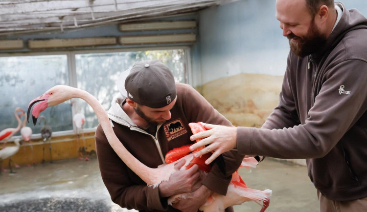 Zoologická zahrada zažila velké stěhování. Stovka růžových plameňáků má nový domov