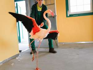Zoologická zahrada zažila velké stěhování. Stovka růžových plameňáků má nový domov