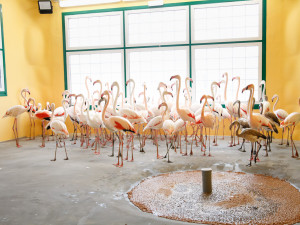 Zoologická zahrada zažila velké stěhování. Stovka růžových plameňáků má nový domov