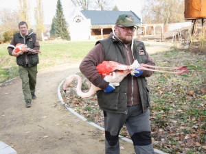 Zoologická zahrada zažila velké stěhování. Stovka růžových plameňáků má nový domov