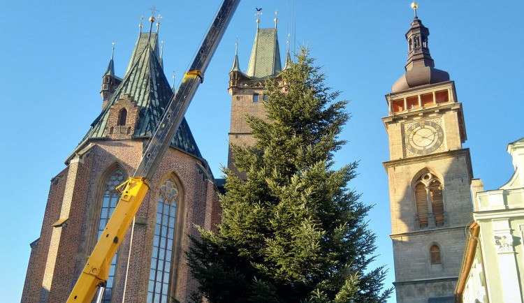 Hradec Králové má své vánoční stromy. Stojí na Velkém a Masarykově náměstí