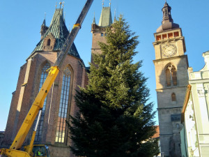 Hradec Králové má své vánoční stromy. Stojí na Velkém a Masarykově náměstí