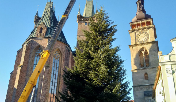 Hradec Králové má své vánoční stromy. Stojí na Velkém a Masarykově náměstí