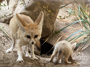 Safari park ve Dvoře spouští vánoční kampaň. Zájemci si mohou adoptovat žirafu, fenka nebo hrošíka