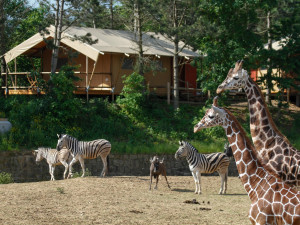 Safari park ve Dvoře spouští vánoční kampaň. Zájemci si mohou adoptovat žirafu, fenka nebo hrošíka