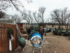 Městské lesy začínají prodávat vánoční stromky. Tradičně budou i kapři, které lidé nakoupí i na internetu