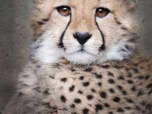 Půlroční čtyřčata geparda dostala jména. Pro úspěšný odchov je nutné držet samce a samici po většinu roku odděleně