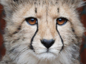 Půlroční čtyřčata geparda dostala jména. Pro úspěšný odchov je nutné držet samce a samici po většinu roku odděleně