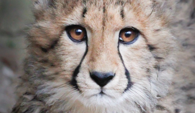 Půlroční čtyřčata geparda dostala jména. Pro úspěšný odchov je nutné držet samce a samici po většinu roku odděleně