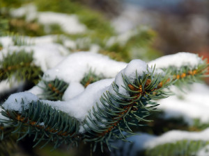 Vánoční stromy z Krkonoš letos nebudou. Vhodné smrčky zkrátka došly