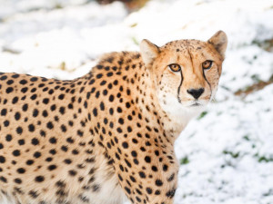 Safari Park ve Dvoře Králové zahajuje vánoční sezonu. Upraví cenu vstupného i otevírací dobu