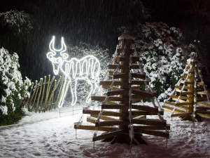 Safari Park ve Dvoře Králové zahajuje vánoční sezonu. Upraví cenu vstupného i otevírací dobu