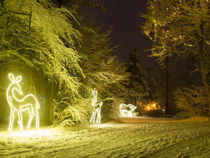 Safari Park ve Dvoře Králové zahajuje vánoční sezonu. Upraví cenu vstupného i otevírací dobu