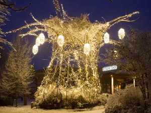 Safari Park ve Dvoře Králové zahajuje vánoční sezonu. Upraví cenu vstupného i otevírací dobu