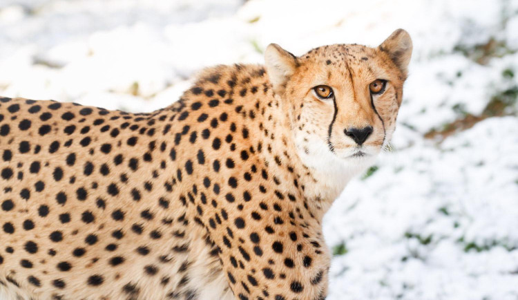Safari Park ve Dvoře Králové zahajuje vánoční sezonu. Upraví cenu vstupného i otevírací dobu