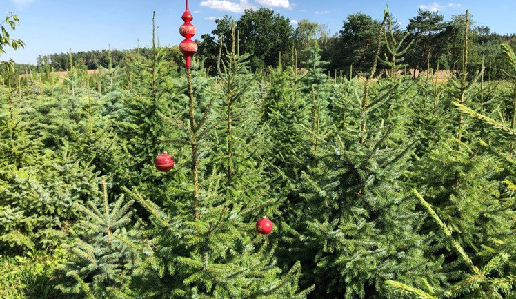 Živý versus umělý. Jaký stromek je pro přírodu menší zlo?