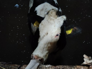 Zvědavá kráva skočila do silážní věže. Ven se dostala až s pomocí hasičů