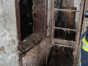 Zvědavá kráva skočila do silážní věže. Ven se dostala až s pomocí hasičů