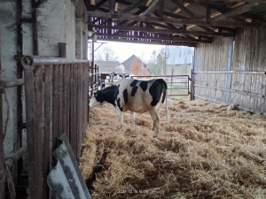 Zvědavá kráva skočila do silážní věže. Ven se dostala až s pomocí hasičů