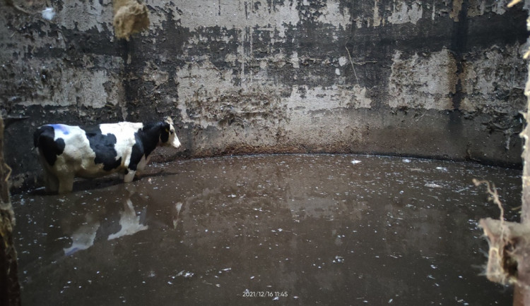 Zvědavá kráva skočila do silážní věže. Ven se dostala až s pomocí hasičů