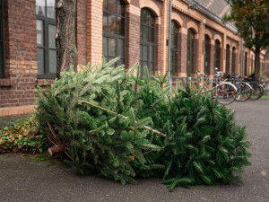 Vyhozené vánoční stromky se v Hradci Králové začnou svážet na začátku příštího týdne
