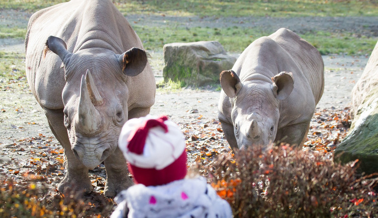 Safari park ve Dvoře Králové nad Labem hlásí rekord. Loni ho navštívilo nejvíc lidí za posledních 12 let