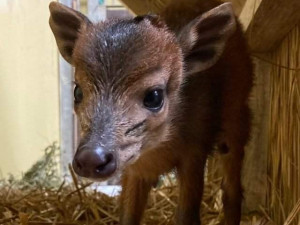 V Safari Parku se narodila jedna z nejmenších antilop, kterou můžeme v zahradách vidět. Jmenuje se Kaja