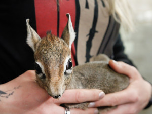 V Safari Parku se narodila jedna z nejmenších antilop, kterou můžeme v zahradách vidět. Jmenuje se Kaja