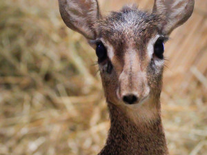 V Safari Parku se narodila jedna z nejmenších antilop, kterou můžeme v zahradách vidět. Jmenuje se Kaja