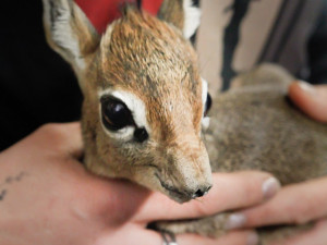 V Safari Parku se narodila jedna z nejmenších antilop, kterou můžeme v zahradách vidět. Jmenuje se Kaja