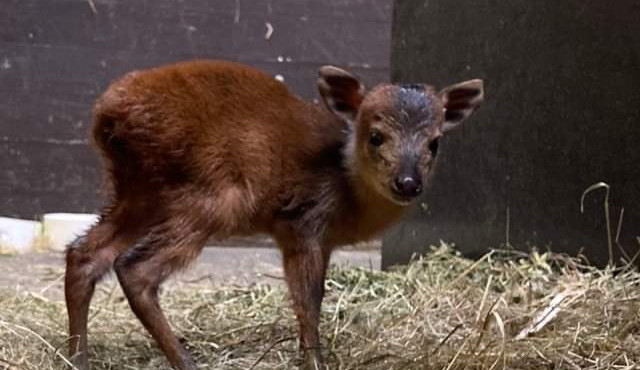 V Safari Parku se narodila jedna z nejmenších antilop, kterou můžeme v zahradách vidět. Jmenuje se Kaja