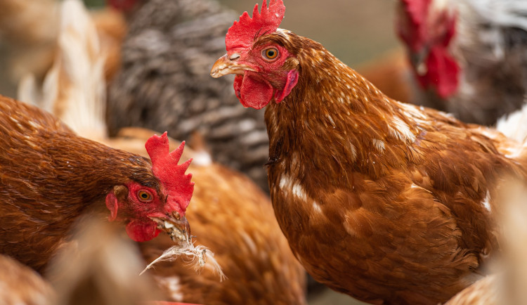 Drůbežárna v Kosičkách má ptačí chřipku za sebou. Obnovila provoz, zpřísnila opatření a plánuje velké investice