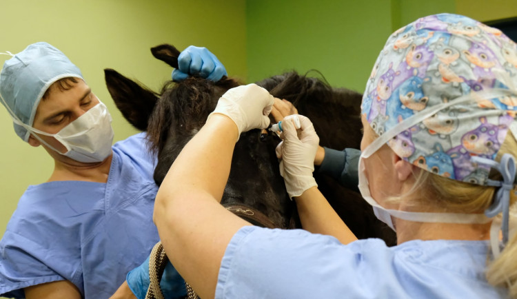 Veterináři v Brně voperovali nemocnému koni do oka speciální tělíska