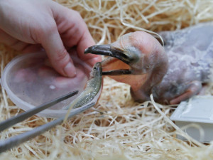 V Safari Parku ve Dvoře Králové nad Labem funguje pelikání školka. Chodit do ní bude i mládě z Liberce