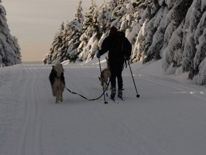 V Orlických horách odstartoval extrémní etapový závod psích spřežení. Závod potrvá skoro týden