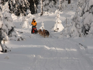 V Orlických horách odstartoval extrémní etapový závod psích spřežení. Závod potrvá skoro týden