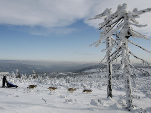 V Orlických horách odstartoval extrémní etapový závod psích spřežení. Závod potrvá skoro týden