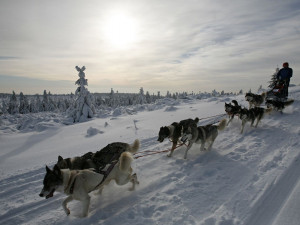 V Orlických horách odstartoval extrémní etapový závod psích spřežení. Závod potrvá skoro týden