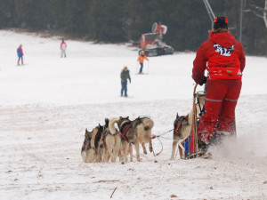 V Orlických horách odstartoval extrémní etapový závod psích spřežení. Závod potrvá skoro týden