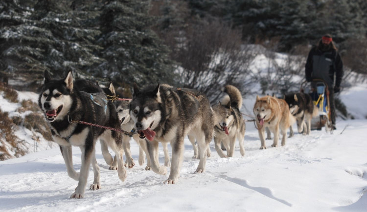 V Orlických horách odstartoval extrémní etapový závod psích spřežení. Závod potrvá skoro týden