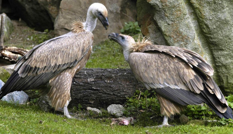 V Safari parku spustili velkou supí seznamku. Unikátní projekt má vrátit dravce do zoo