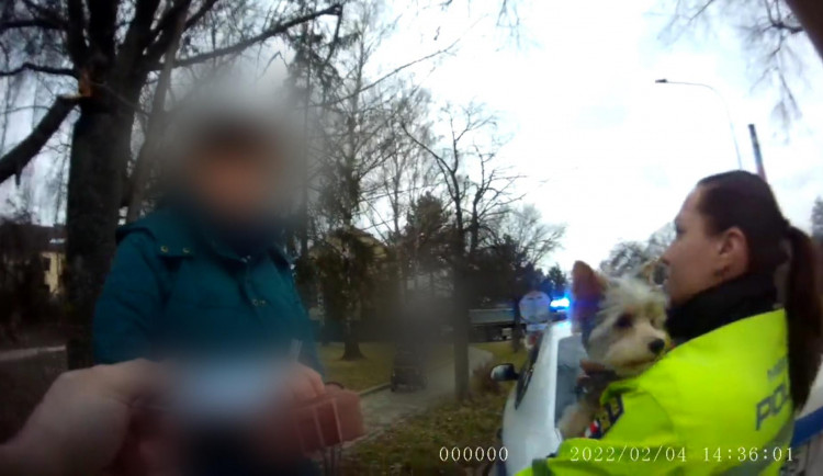 Jorkšír v Brně se vydal na výlet. Povozil se šalinou, paničku nechal doma