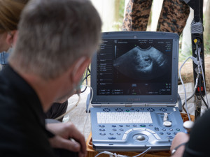 Vědcům ze Safari Parku a jich kolegům se podařilo vytvořit dvě nová embrya nosorožce bílého severního