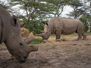 Vědcům ze Safari Parku a jich kolegům se podařilo vytvořit dvě nová embrya nosorožce bílého severního