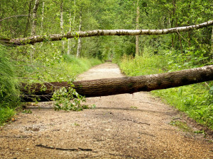 Vichřice v lesích KRNAP větší škody nezpůsobila. Poničila pěti tisíc metrů krychlových dřeva