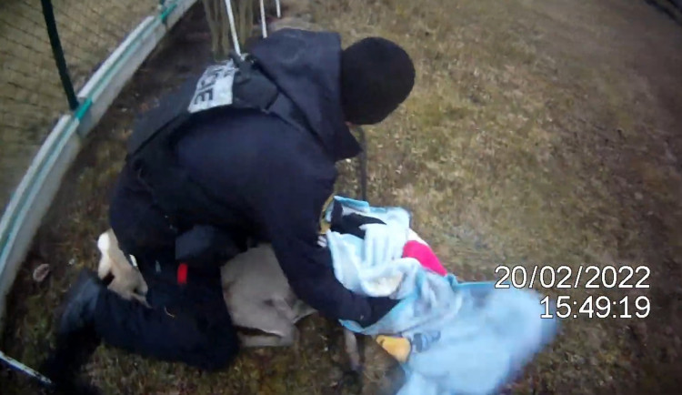 Na Pražském Předměstí v Hradci Králové zabloudila srna. Ze zahrady ji pomohla až odchytová služba