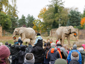 Safari Park nabídl pomoc zoologickým zahradám na Ukrajině. Ubytuje uprchlíky i zvířata