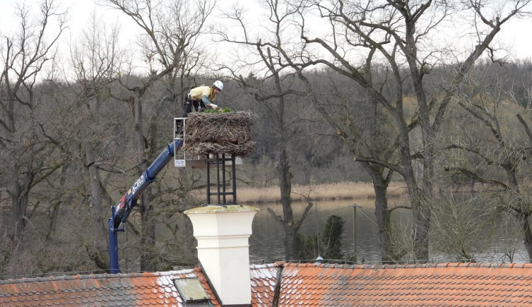 Čapí hnízdo váží až tunu. Jihočeská zoo ho zmenšila před příletem páru