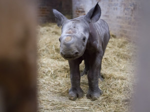 V ZOO ve Dvoře se narodilo mládě vzácného nosorožce. Pojmenovali ho Kyjev