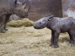 V ZOO ve Dvoře se narodilo mládě vzácného nosorožce. Pojmenovali ho Kyjev